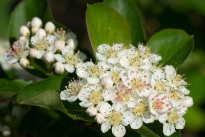 Arónia – jarabina čierna - fotogaléria plody