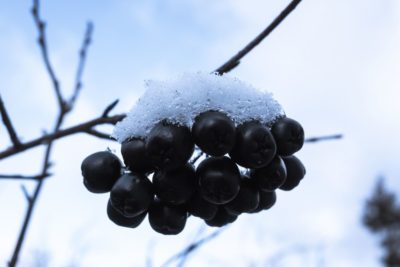 Arónia – jarabina čierna - fotogaléria plody
